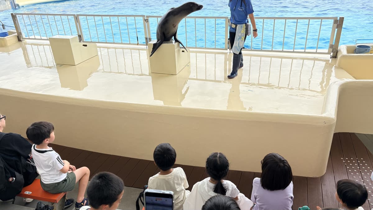 アシカのパフォーマンスに見入るまどいっ子たち
